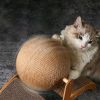Katzenkratzbaum mit befestigtem Spielball – Robuste Kratzfläche für kleine und mittelgroße Katzen