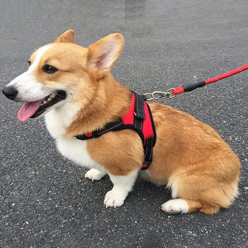 Deko Hundegeschirr S (Rot)