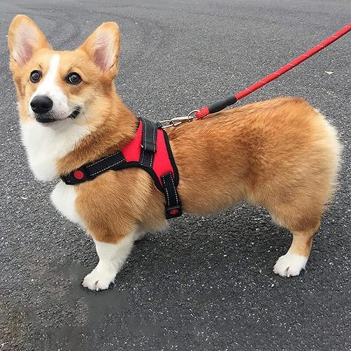 Deko Hundegeschirr S (Rot)