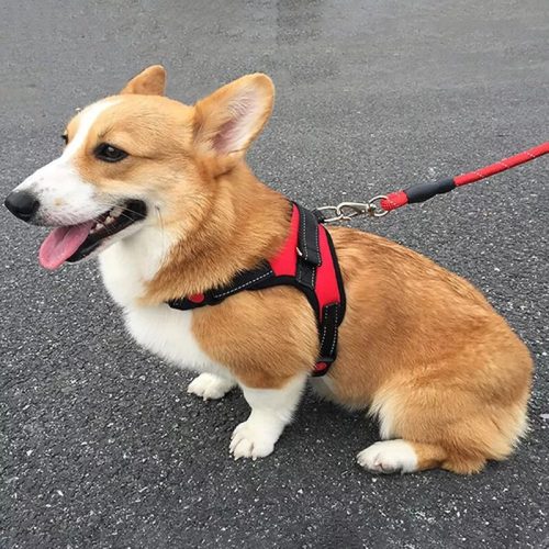Deko Hundegeschirr XL (Rot)