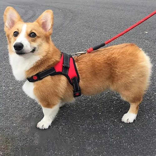 Deko Hundegeschirr XL (Rot)