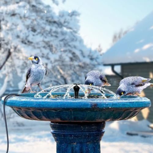 iKuchelife Winter-Vogelheizung mit Springbrunnen, 250 W, Schwarz